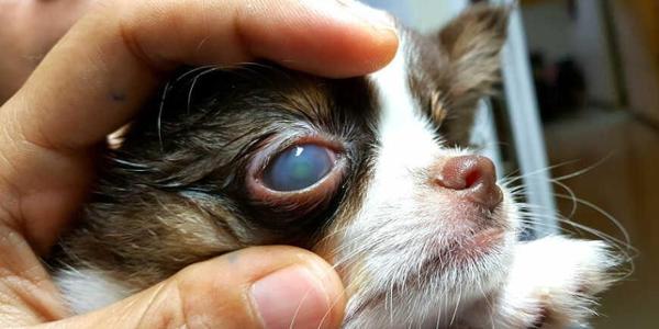 Cubre el seguro el tratamiento de úlcera córnea en perros y gatos